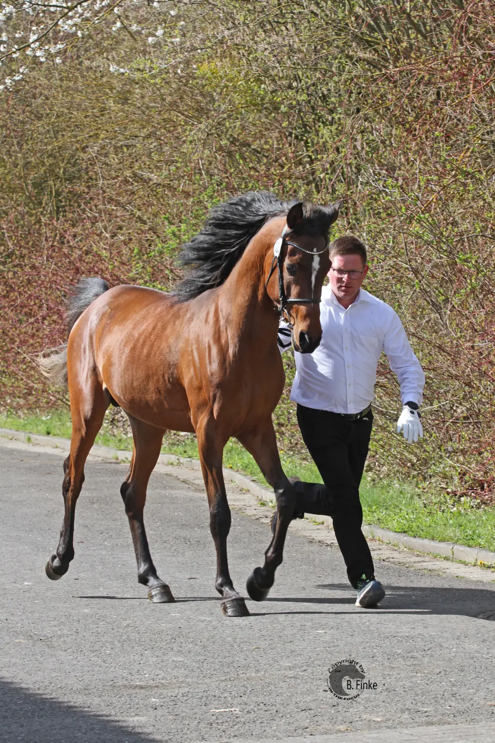 Heidehofpferd