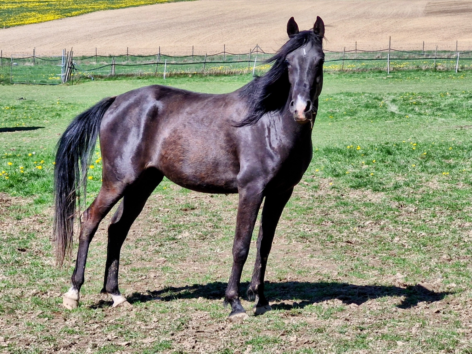 Amira t'Bint Aladin Pferd von Heidehof